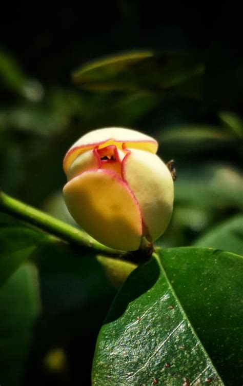 含笑花風水|【含笑花風水】帶來好運的「含笑花風水」，點擊瞭解順利事業的。